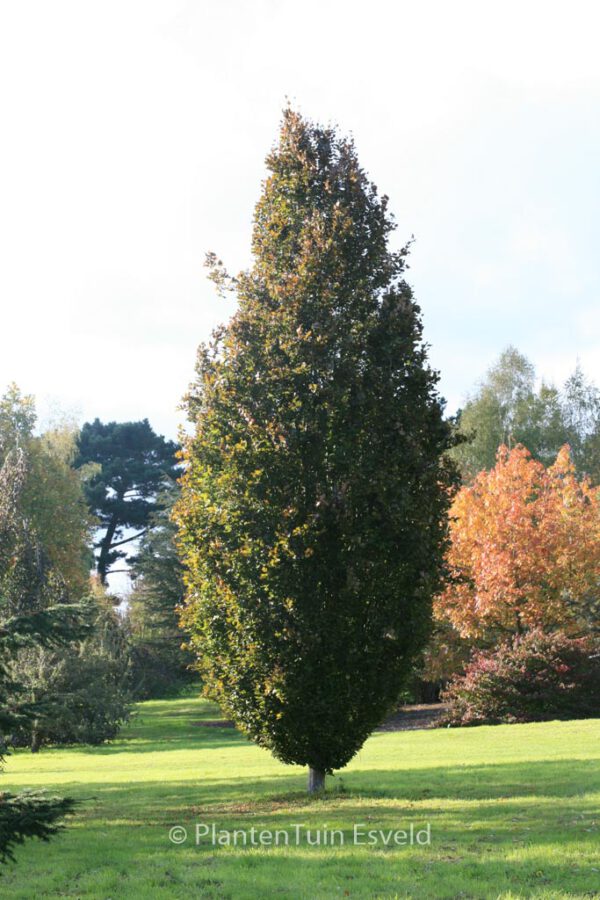 Fagus sylvatica 'Rohan Obelisk' – Bild 8