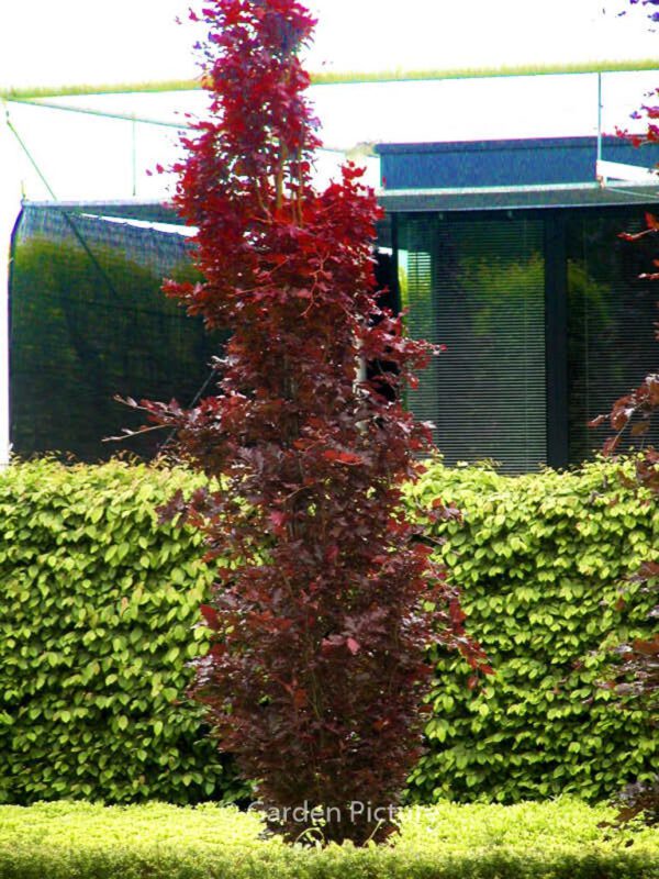 Fagus sylvatica 'Rohan Obelisk'