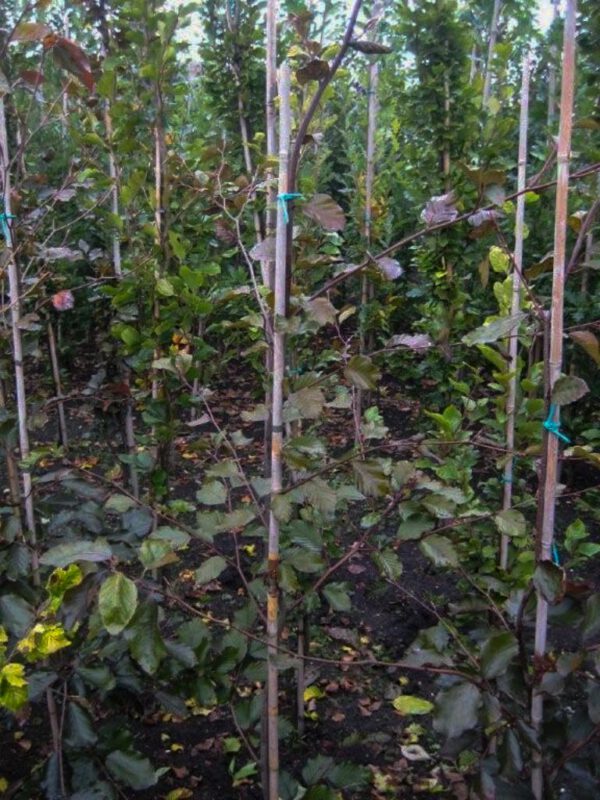 Fagus sylvatica 'Swat Magret' – Bild 2