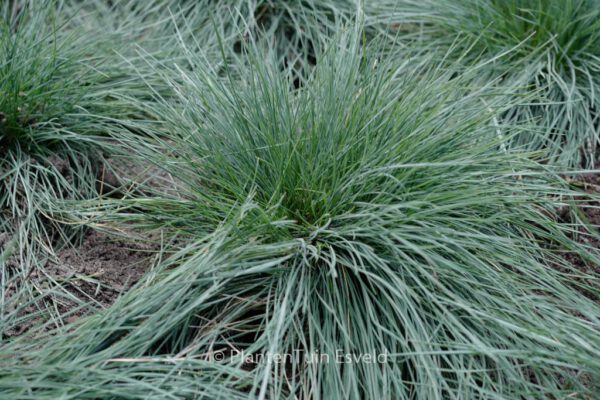 Festuca glauca 'Elijah Blue'