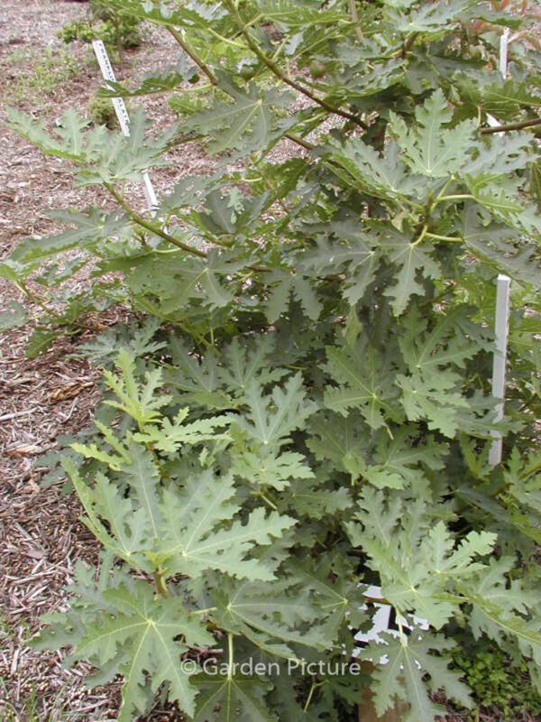 Ficus carica 'Icecrystal' – Bild 2