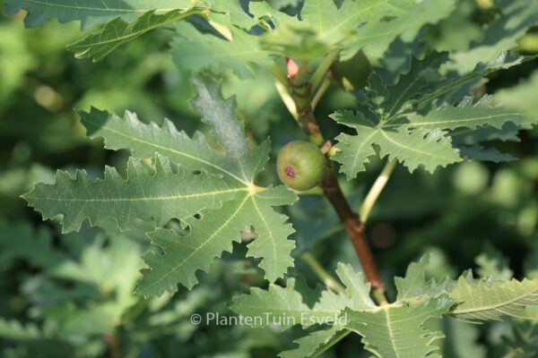 Ficus carica 'Icecrystal'