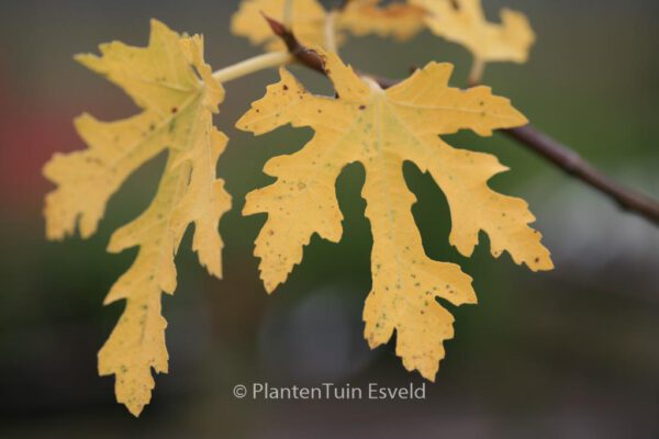 Ficus carica 'Icecrystal' – Bild 4