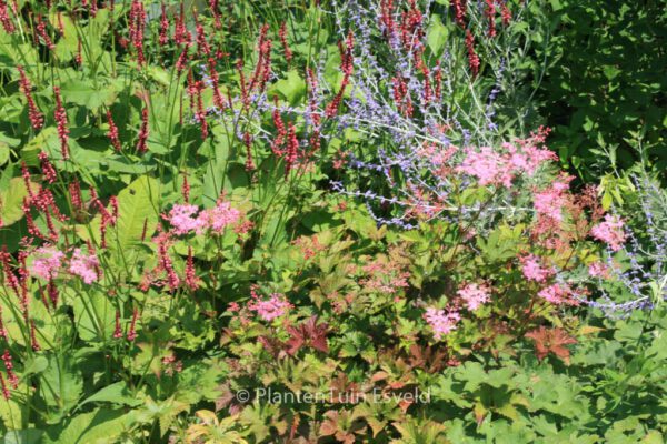 Filipendula 'Kahome' – Bild 2