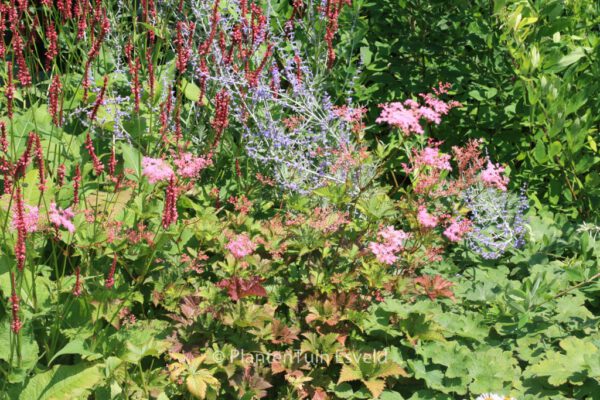 Filipendula 'Kahome' – Bild 3