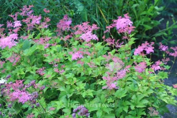Filipendula 'Kahome' – Bild 4