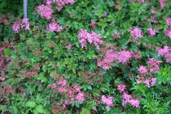 Filipendula 'Kahome' – Bild 6