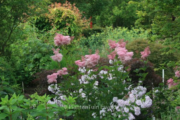 Filipendula 'Kahome' – Bild 7