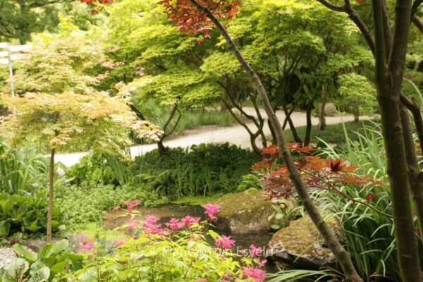 Filipendula 'Kahome' – Bild 8