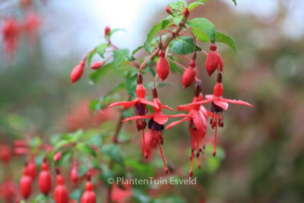 Fuchsia 'Riccartonii' – Bild 5