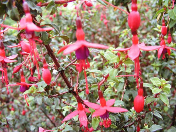 Fuchsia 'Riccartonii' – Bild 6