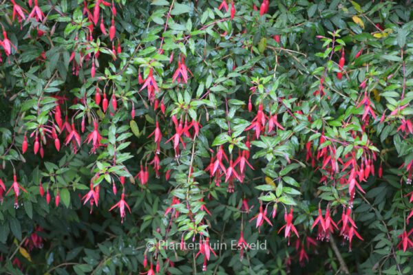 Fuchsia 'Riccartonii'