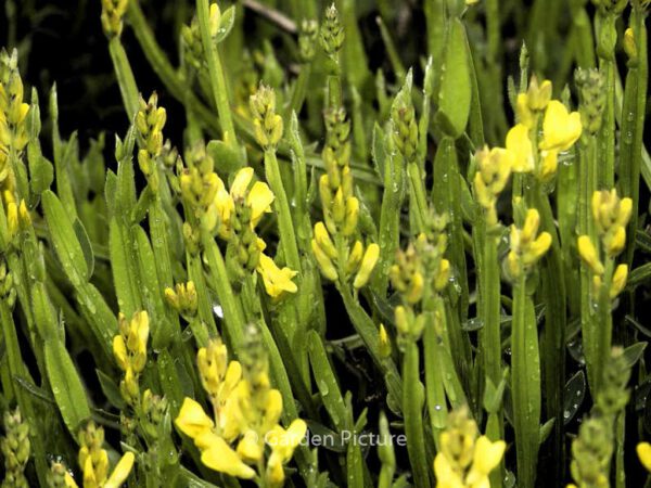 Genista sagittalis