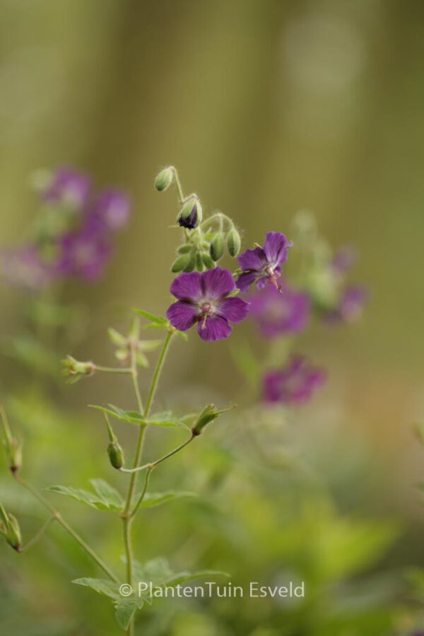 Geranium phaeum 'Lily Lovell' – Bild 2