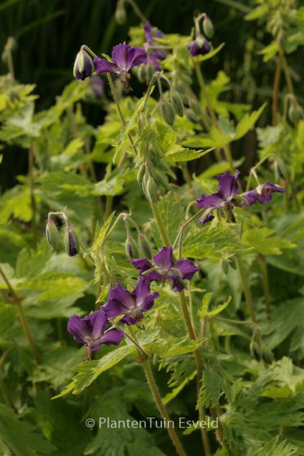 Geranium phaeum 'Lily Lovell' – Bild 4