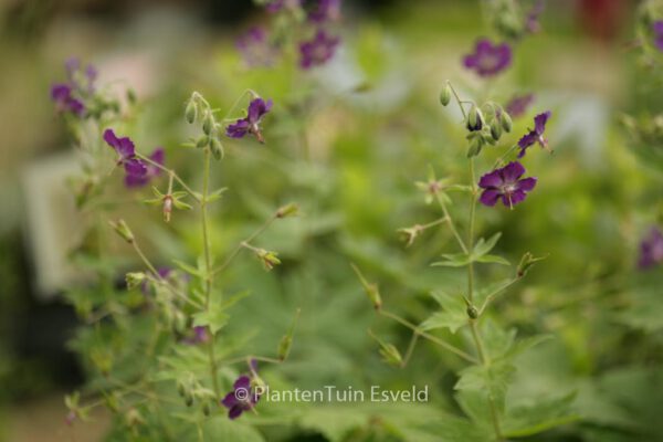 Geranium phaeum 'Lily Lovell'