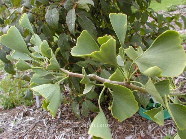 Ginkgo biloba – Bild 4