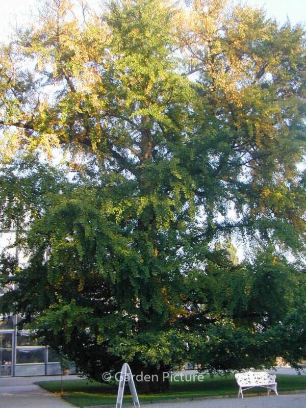 Ginkgo biloba – Bild 8