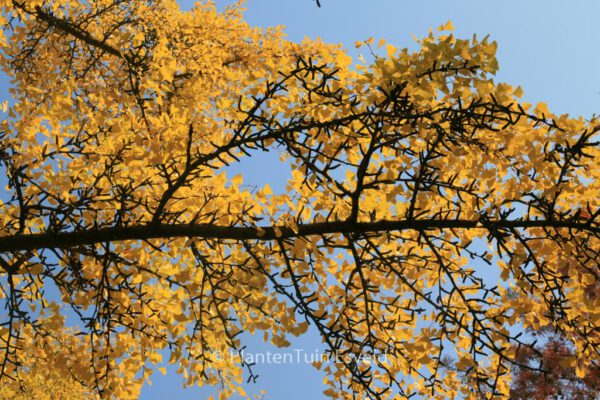 Ginkgo biloba