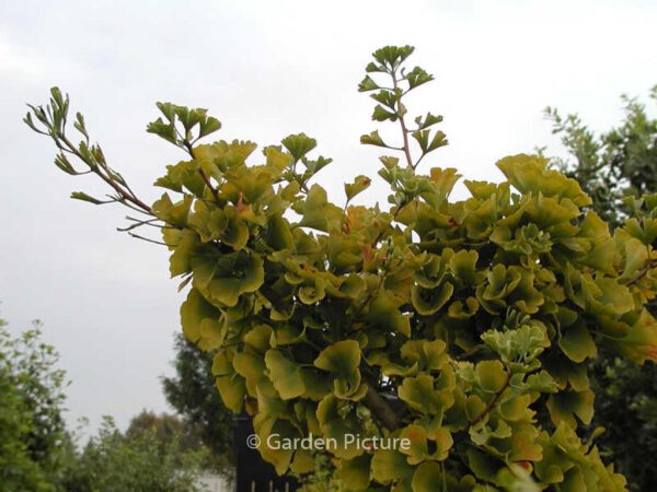 Ginkgo biloba 'Mariken' – Bild 2