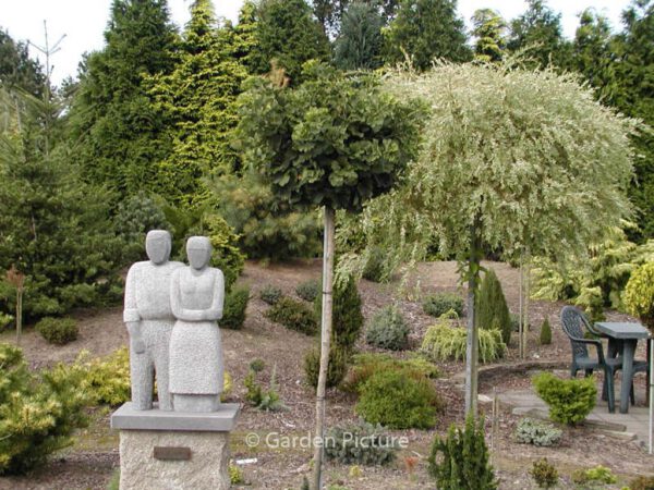 Ginkgo biloba 'Mariken' – Bild 3
