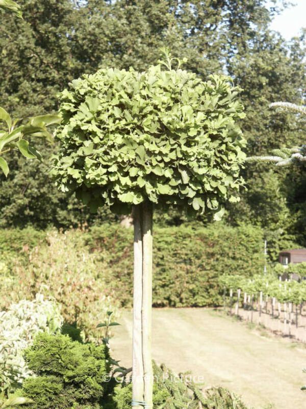 Ginkgo biloba 'Mariken' – Bild 4