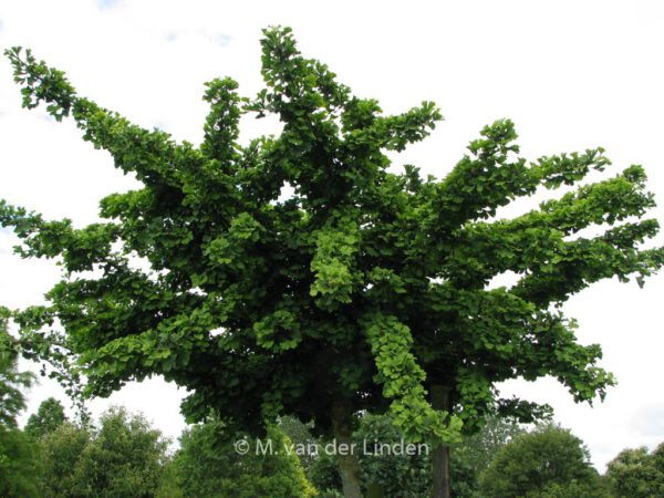 Ginkgo biloba 'Mariken' – Bild 7