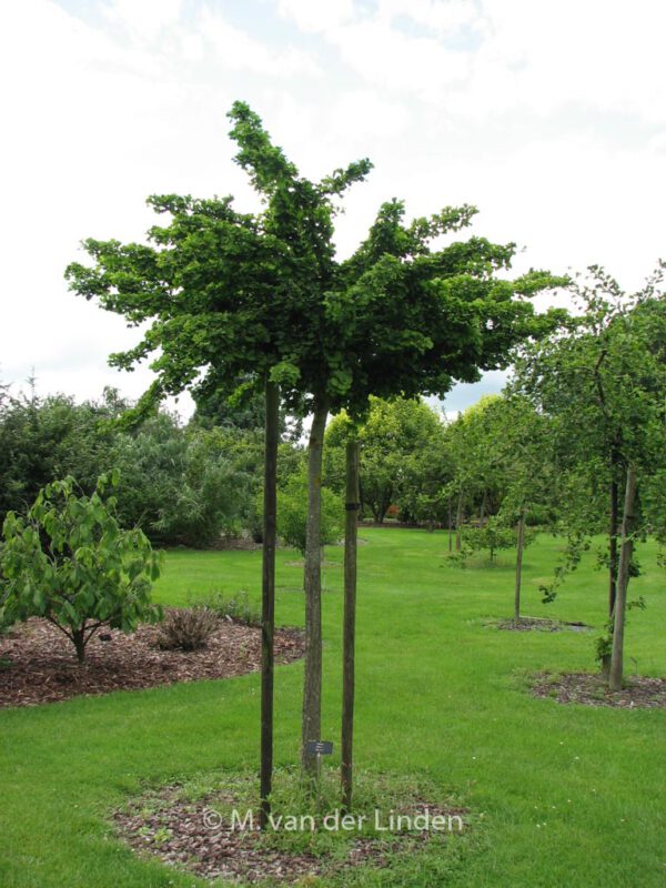 Ginkgo biloba 'Mariken' – Bild 8