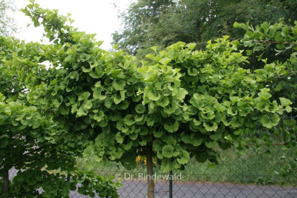 Ginkgo biloba 'Mariken'