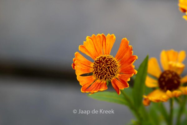 Helenium 'Bandera' – Bild 2