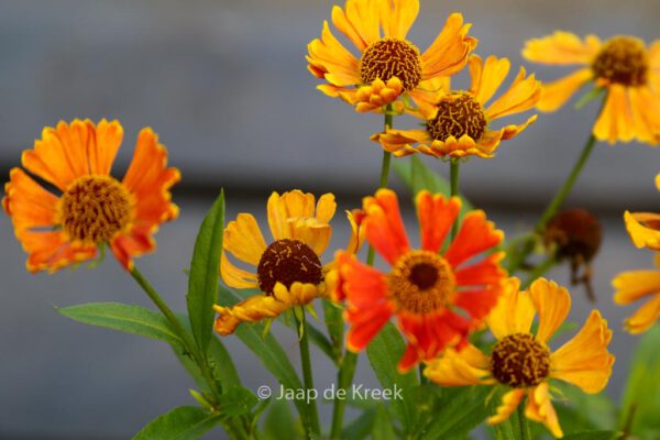 Helenium 'Bandera'