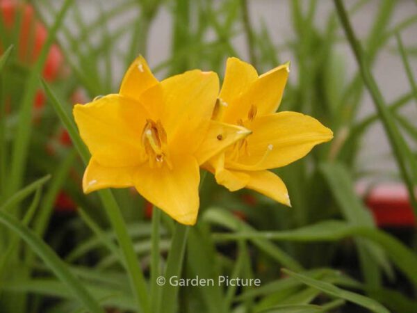 Hemerocallis 'Stella d'Oro' – Bild 2
