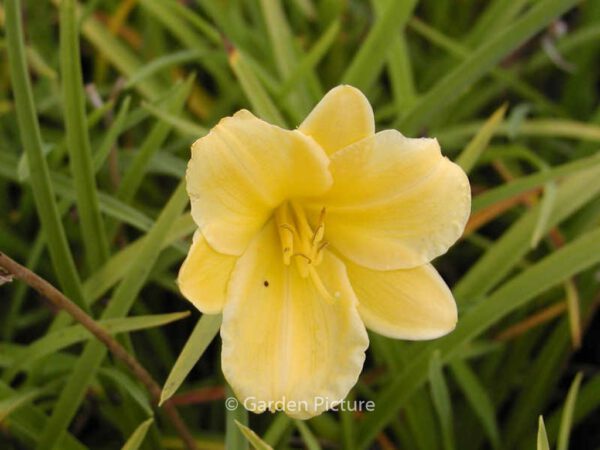 Hemerocallis 'Stella d'Oro' – Bild 3