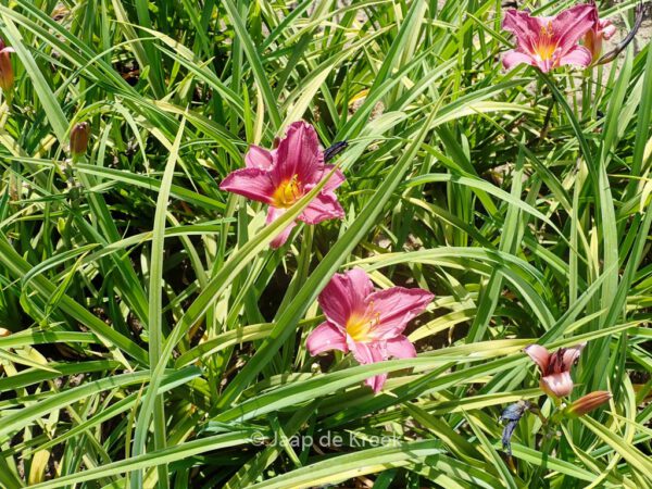Hemerocallis 'Summer Wine' – Bild 2