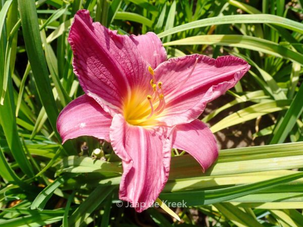 Hemerocallis 'Summer Wine' – Bild 3