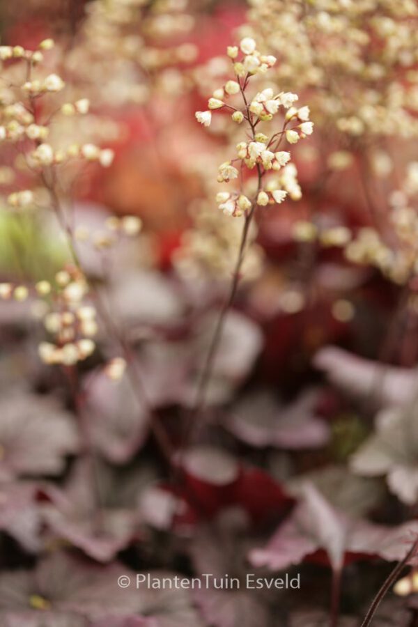 Heuchera 'Shanghai' – Bild 2