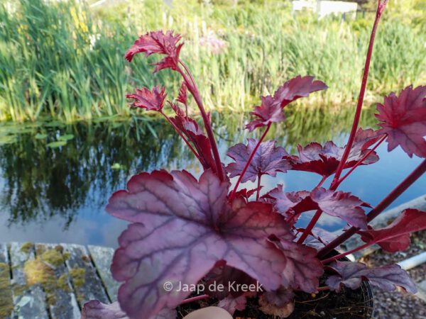Heuchera 'Shanghai' – Bild 3