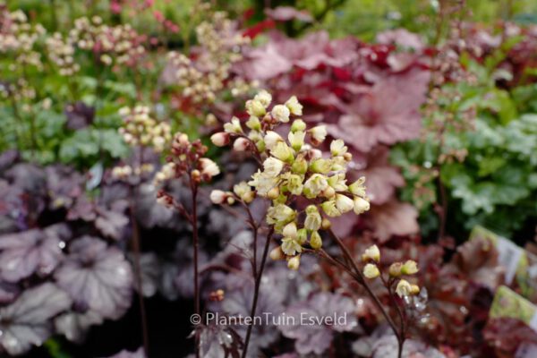 Heuchera 'Shanghai' – Bild 4