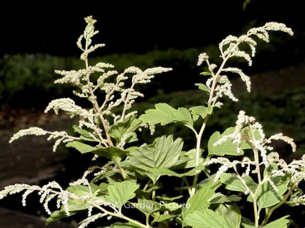 Holodiscus discolor ariifolius – Bild 3
