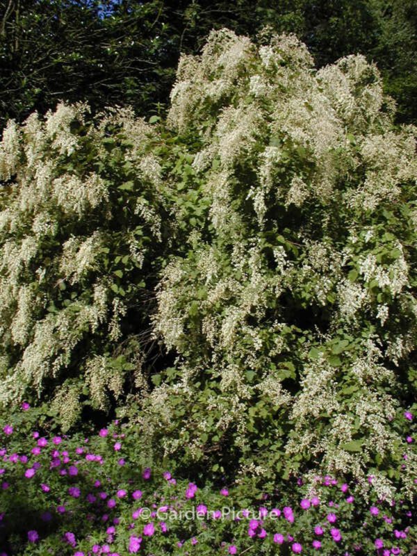 Holodiscus discolor ariifolius – Bild 4