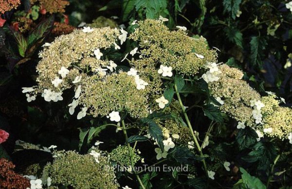 Hydrangea arborescens 'Emerald Lace' – Bild 2