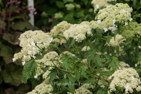 Hydrangea arborescens 'Emerald Lace'
