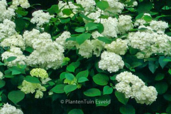 Hydrangea arborescens 'Grandiflora' – Bild 2