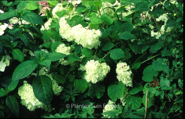Hydrangea arborescens 'Grandiflora' – Bild 4