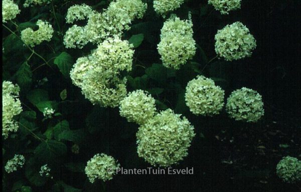 Hydrangea arborescens 'Grandiflora' – Bild 5