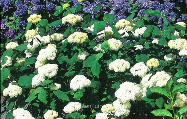 Hydrangea arborescens 'Grandiflora' – Bild 6