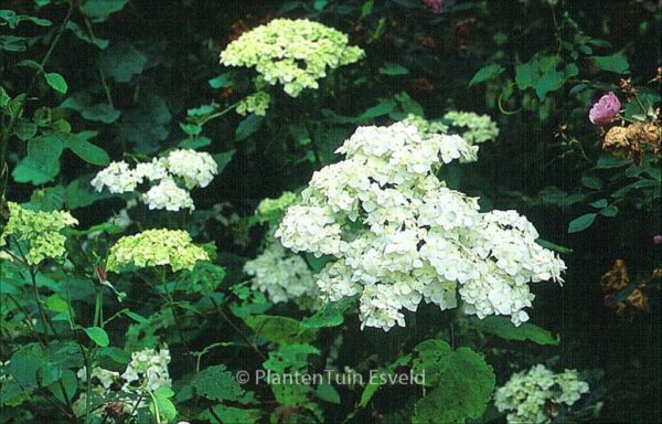 Hydrangea arborescens 'Grandiflora' – Bild 7