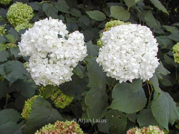 Hydrangea arborescens 'Grandiflora' – Bild 8