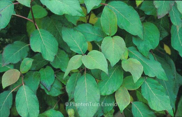 Hydrangea aspera 'Taiwan Pink' – Bild 2