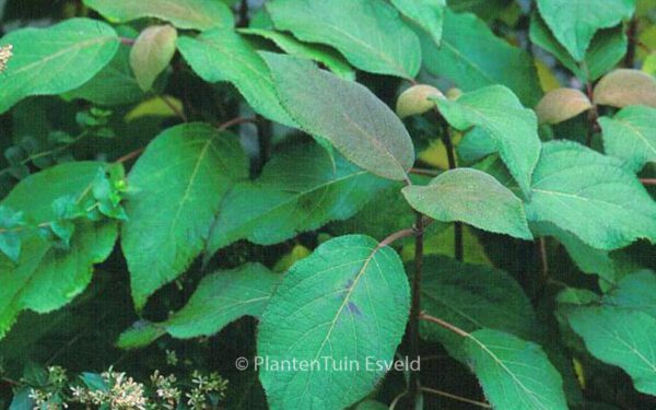 Hydrangea aspera 'Taiwan Pink' – Bild 3